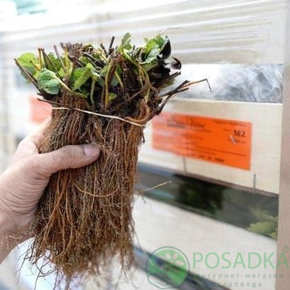 картинка Клубника Джайв 