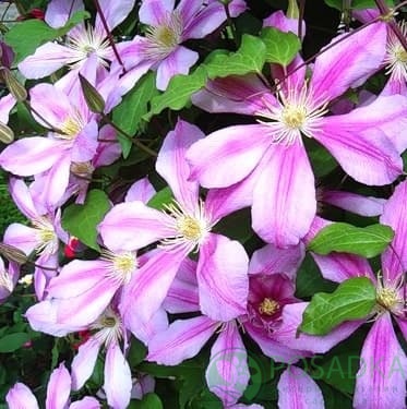 картинка Клематис Nadezhda 