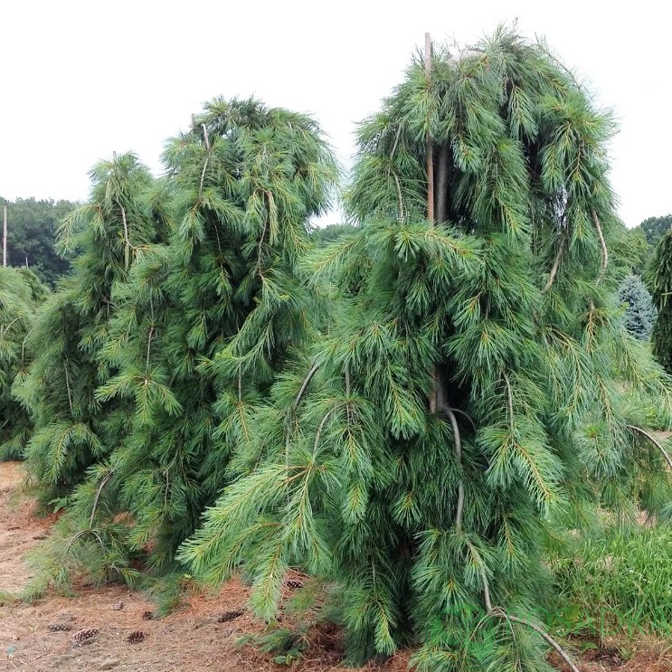 картинка Сосна Веймутова Пендула 