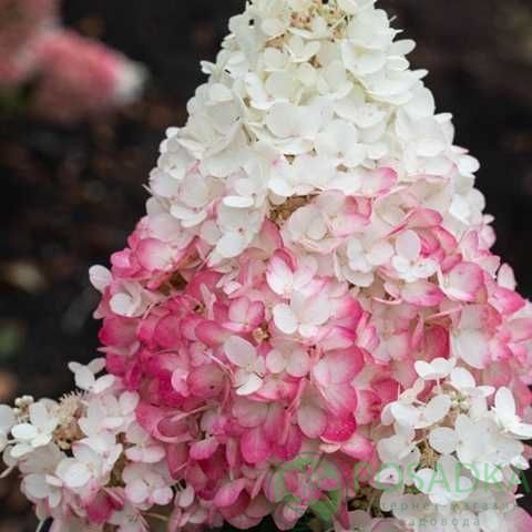 картинка Гортензия метельчатая Living Strawberry Blossom (Строберри Блоссом) 