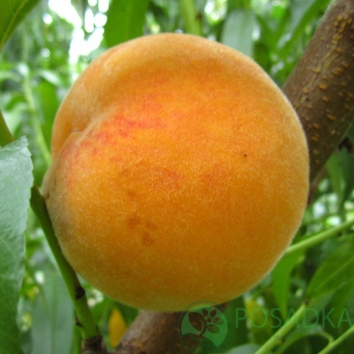 картинка Персик Перкоче Ромеа 