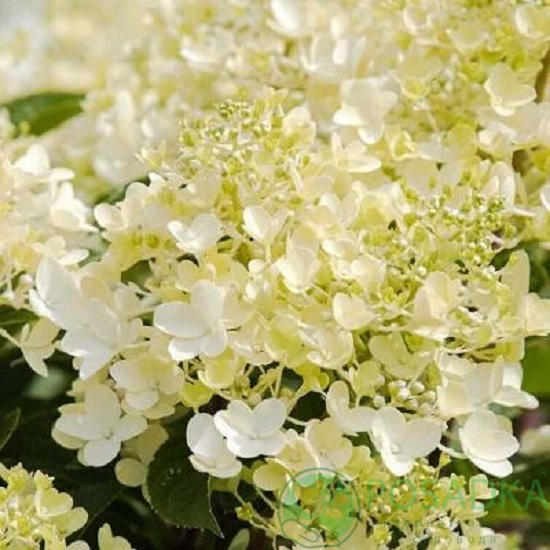 картинка Гортензия метельчатая Living Milk & Honey 