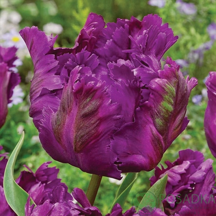 картинка Тюльпан Parrot Negrita (3 шт) 