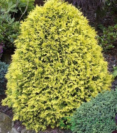 картинка Туя западная Санкист 