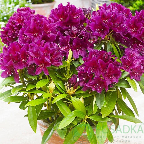 картинка Рододендрон Polarnacht С5  картинка Рододендрон Polarnacht С5