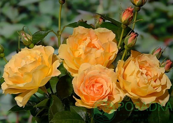 картинка Роза флорибунда Изи Гоуин 