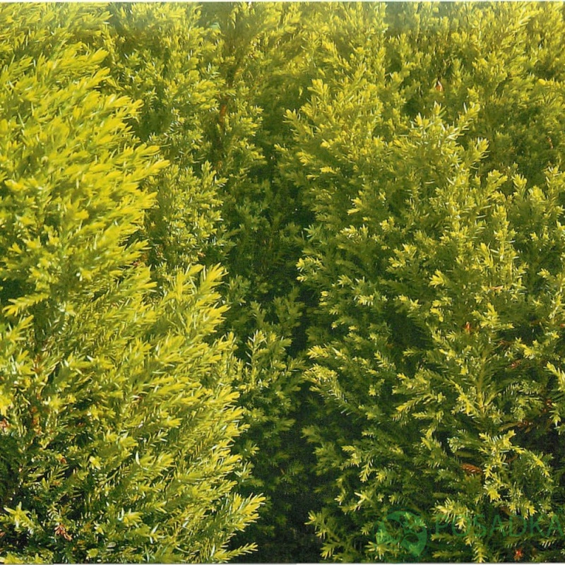 картинка Кипарисовик Лавсона Ellwood's Gold 