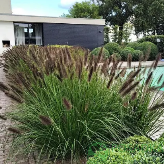 картинка Пеннисетум лисохвостый Black Beauty (Блэк Бьюти) 