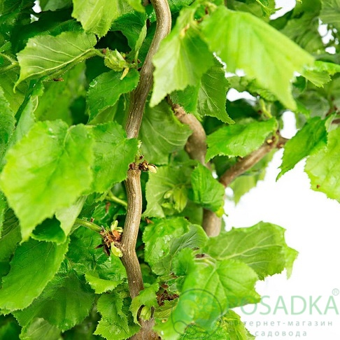 картинка Лещина обыкновенная Scooter (Corylus avellana Scooter) 