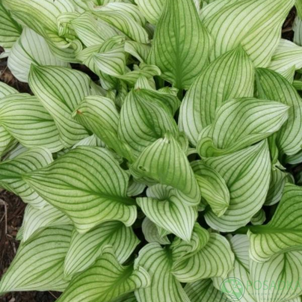 картинка Хоста Zebra Stripes 
