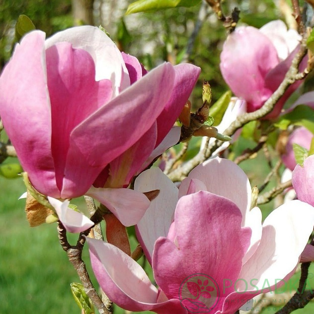 картинка Магнолия Суланжа (Magnolia soulangeana) 