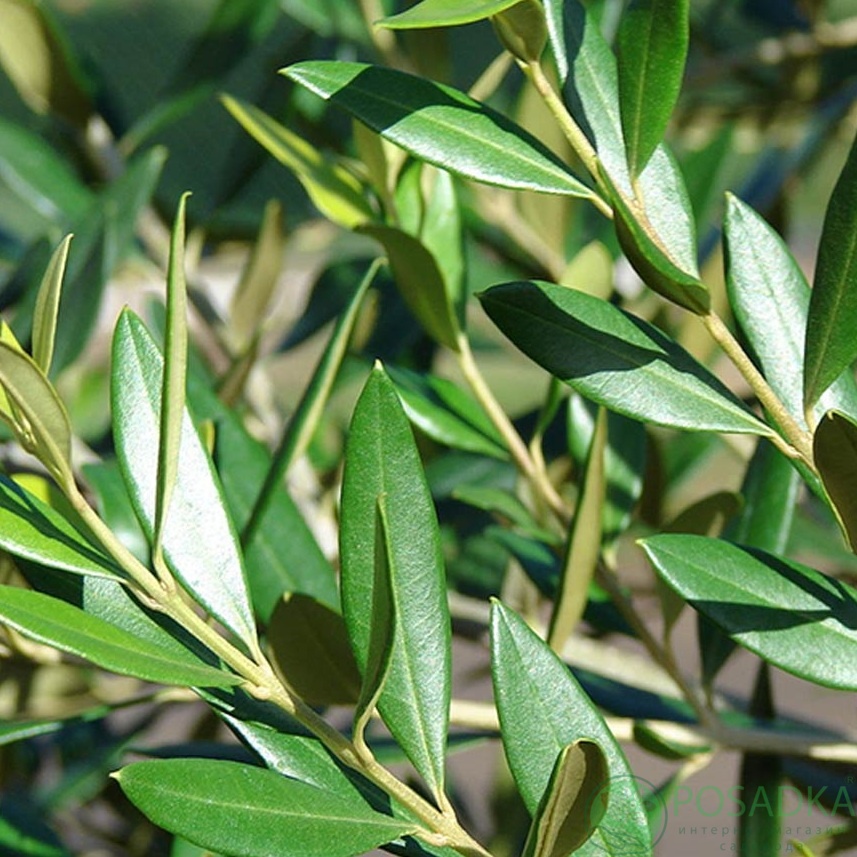 картинка Олива европейская Cipressino 