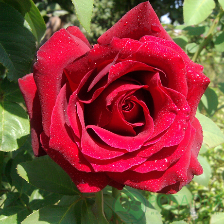 картинка Роза чайно-гибридная Лавли ред 