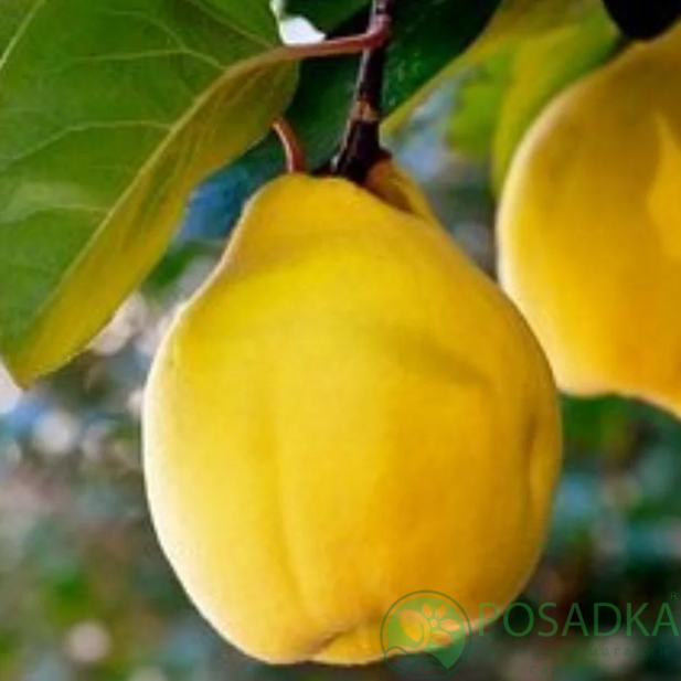 картинка Айва грушевидная Чемпион 