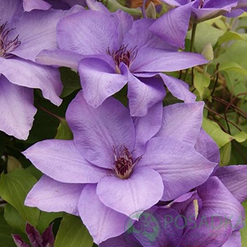 картинка Клематис Esther (Эстер) 