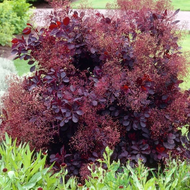 картинка Скумпия кожевенная Royal Purple 