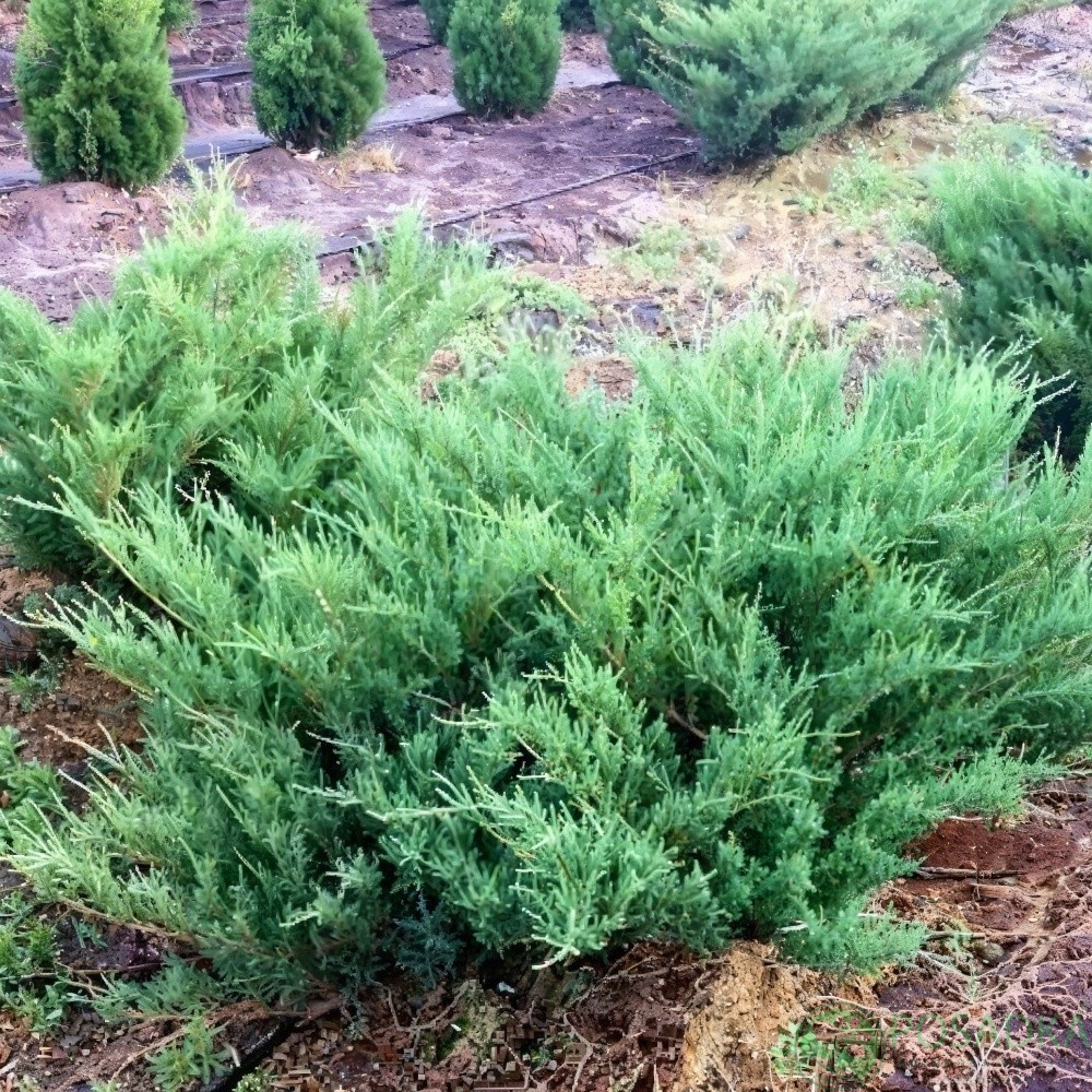 картинка Можжевельник казацкий Блю Дануб 