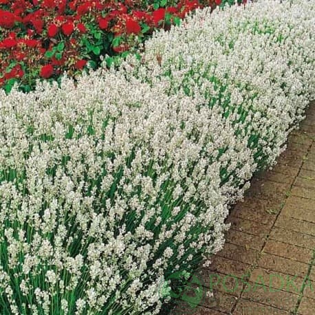 картинка Лаванда узколистная Sentivia Silver 