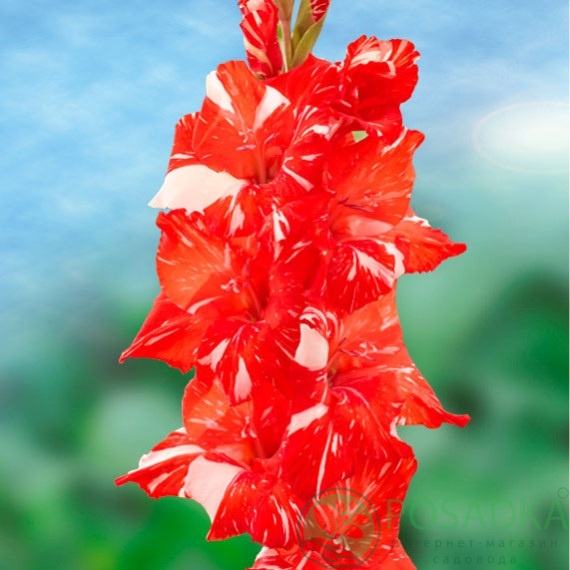 картинка Гладиолус Koi Pursuit 