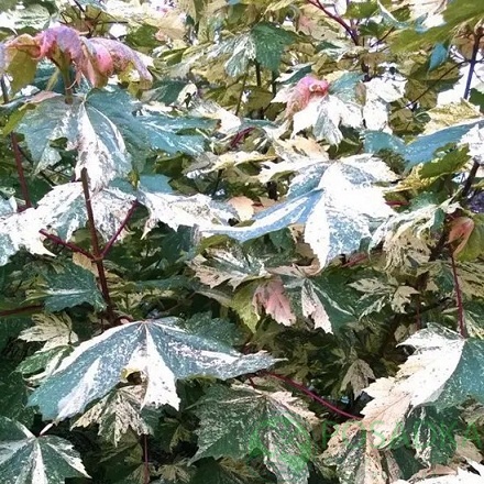 картинка Клен псевдоплатановый Эрмитаж 10л 