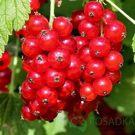 картинка Смородина красная Львовская 