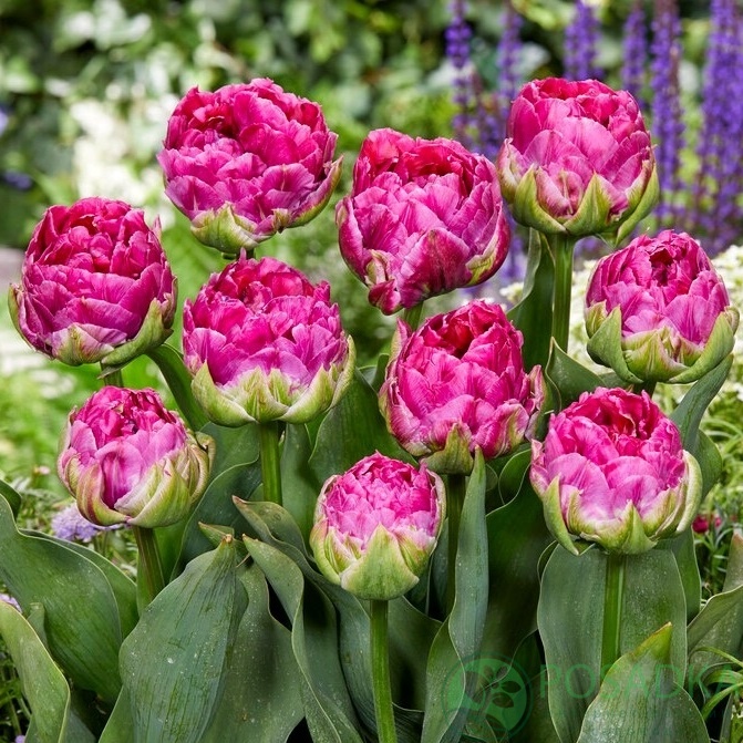 картинка Тюльпан Wicked in Pink (3 шт) р9  картинка Тюльпан Wicked in Pink (3 шт) р9