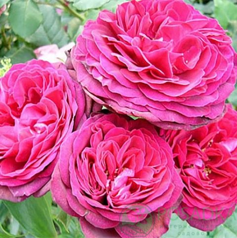 картинка Роза плетистая Пинк Бьюти  картинка Роза плетистая Пинк Бьюти