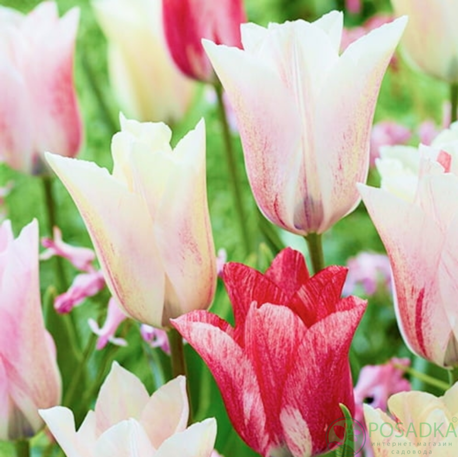 картинка Тюльпан Karate 