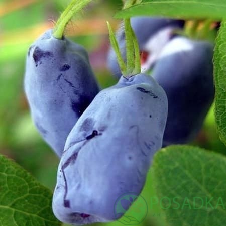 картинка Жимолость съедобная Ленинградский великан 