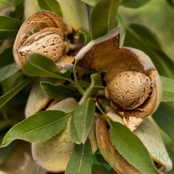 картинка Миндаль Делон (привитой)  картинка Миндаль Делон (привитой)