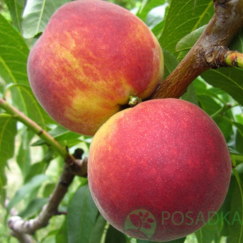 картинка Персик Флеминг Фьюри PF-5B 