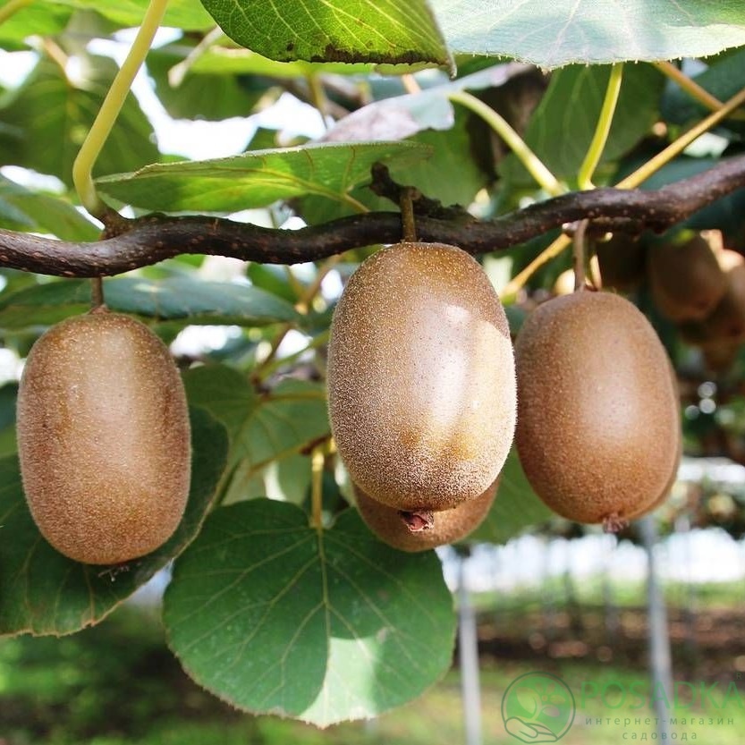 картинка Киви Голд 2 года (желтая мякоть) С2 