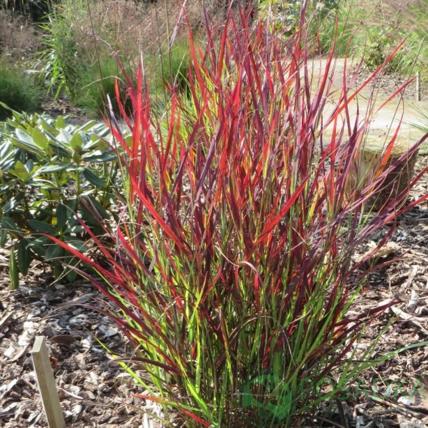 картинка Просо прутьевидное Sangria 