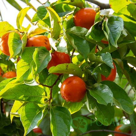 картинка Хурма Сладость (ранняя,самоплодная) 