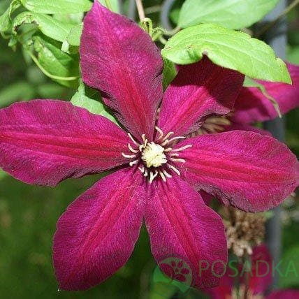 картинка Клематис Rouge Cardinal 