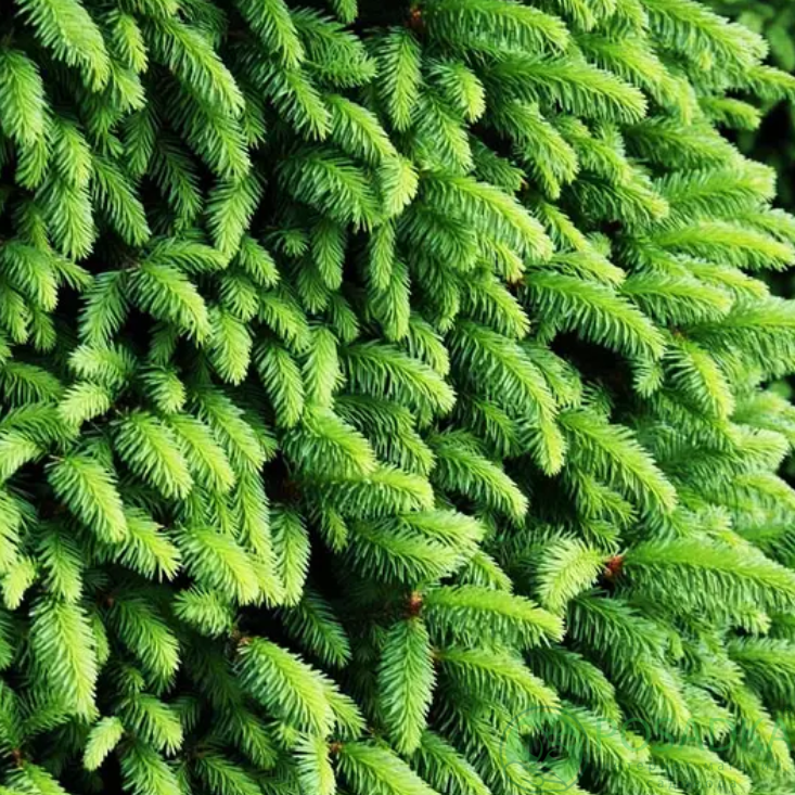 картинка Ель Обыкновенная  