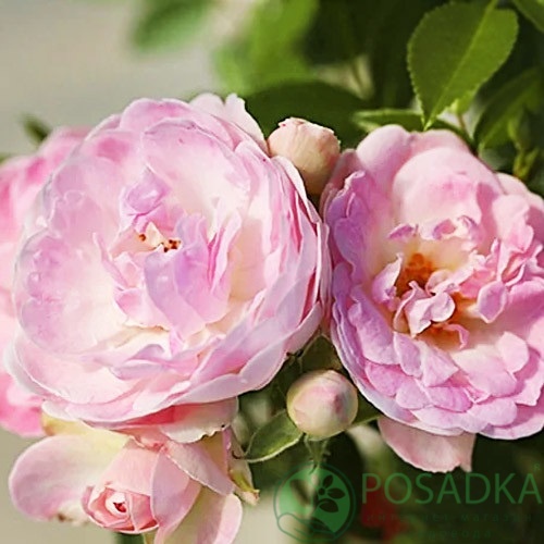 картинка Роза бордюрная Morsdag Pink 