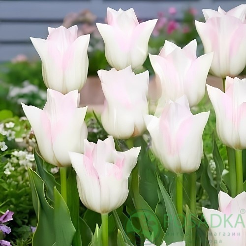 картинка Тюльпан Hamster (3 шт) 