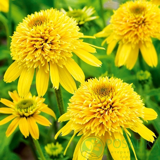 картинка Эхинацея Eccentric Yellow  картинка Эхинацея Eccentric Yellow