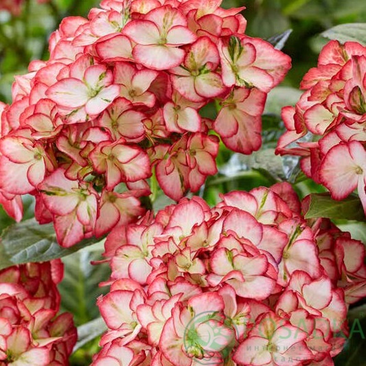 картинка Гортензия крупнолистная Beauty of Boskoop 