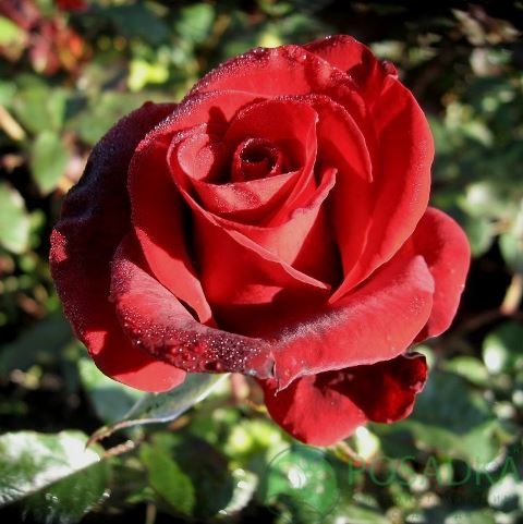 картинка Роза чайно-гибридная Блэк Мейджик 