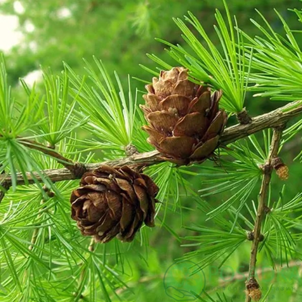 картинка Лиственница Маршлинса С3 