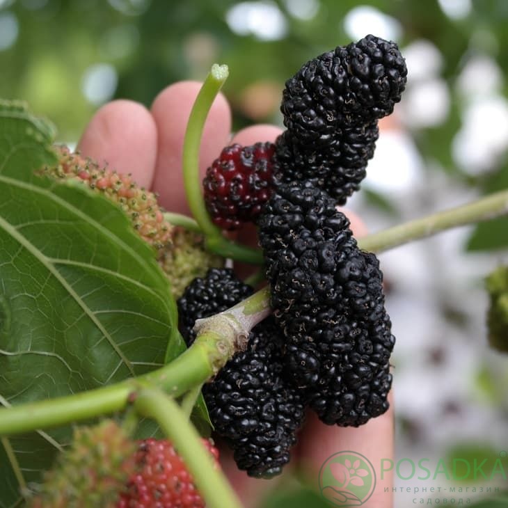 картинка Шелковица чёрная Королевская 