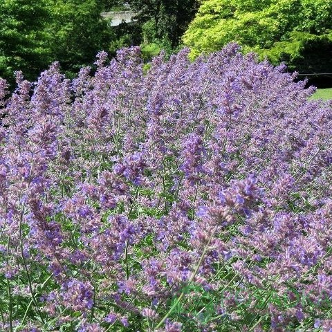 картинка Котовник 