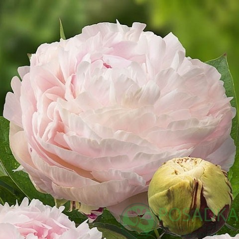 картинка Пион травянистый Мадам Эдуард Дорит 