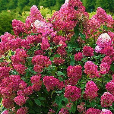 картинка Гортензия метельчатая 'Prim Red (Прим Ред) 3л 