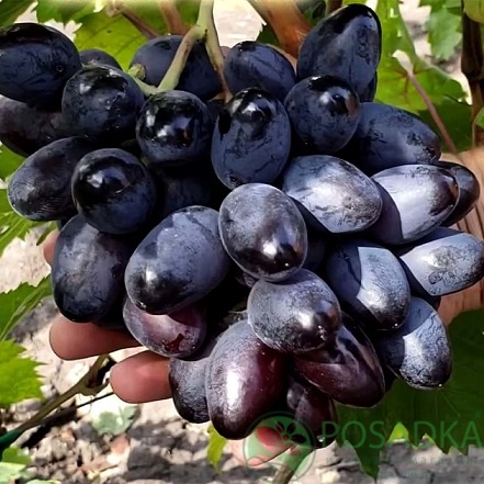 картинка Виноград Владыка ночи 