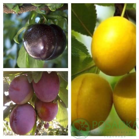 картинка Слива дерево сад (Президент, Эльдорадо) 