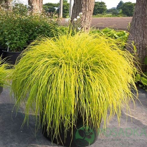 картинка Пеннисетум Lumen Gold 