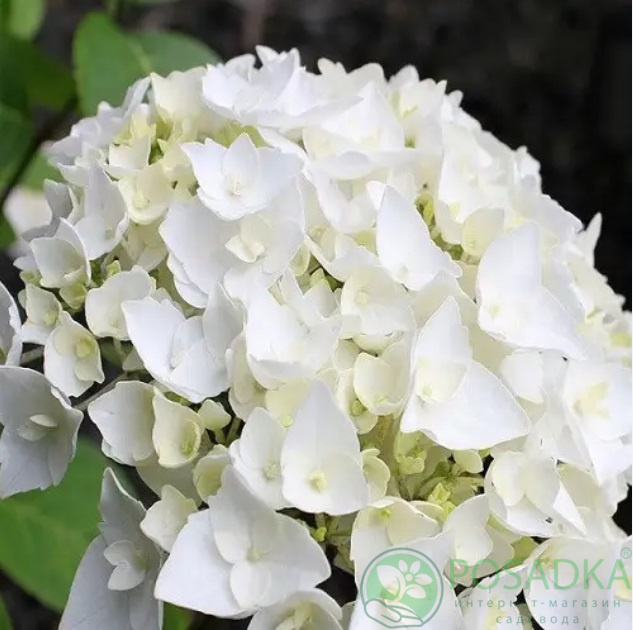 картинка Гортензия крупнолистовая White Spirit 